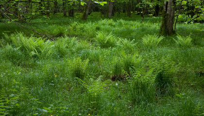 Fresh green grass and ferns