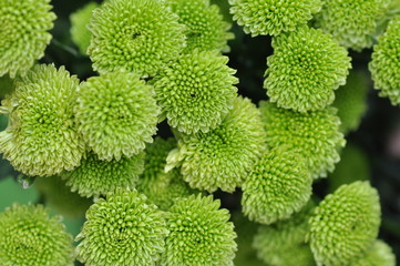 grüne bellis © Stihl024