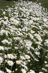 massif de p&acirc;querettes