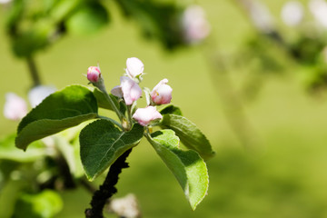Apple tree flowers