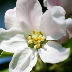 Fototapeta na wymiar Apple tree flowers