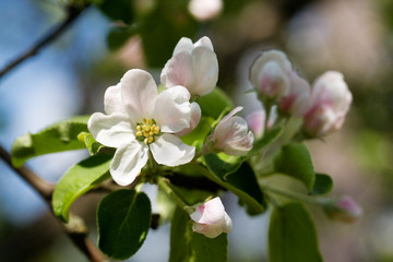Apple tree flowers