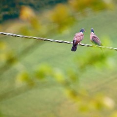 Two wild pigeons