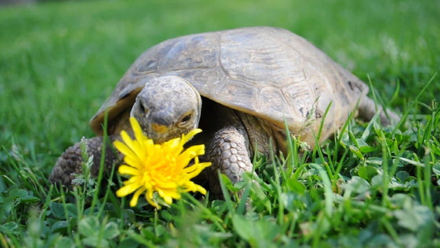 Schildkr&ouml;te vs. Bl&uuml;te