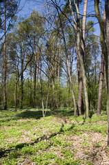 Fototapeta na wymiar Forest in Poland