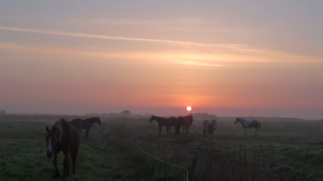 chevaux en pature