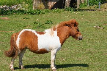 SONY DSC
