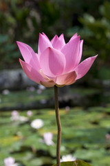 Obraz premium Pink lotus flower in a pond