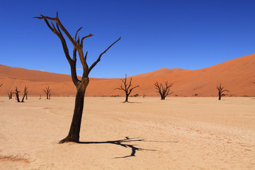 Fototapeta na wymiar Dead Vlei, Sossuvlei, Namibie