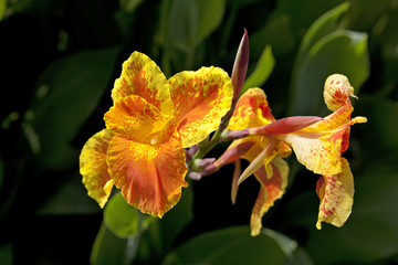 Yellow orange canna flower