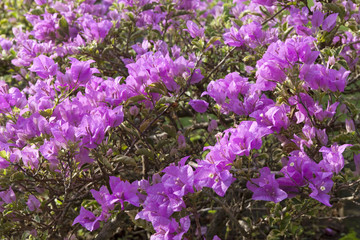 Obraz premium Purple bougainvillea outdoors