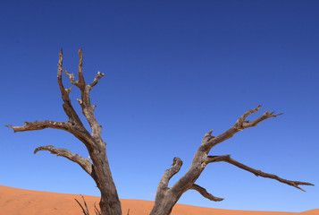 Arbre mort
