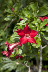 Flowering red Desert rose outdoors