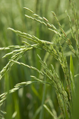 Fresh rice on a stalk in the rice fields close up