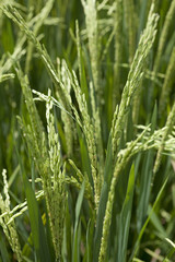 Fototapeta na wymiar Fresh rice on a stalk in the rice fields close up