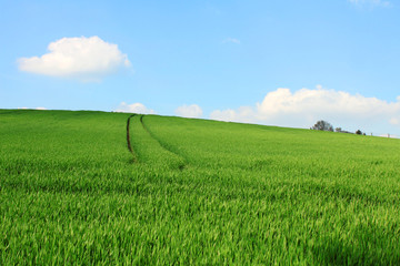 grain field blue sky white clouds