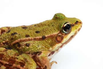 Grasfrosch Detail freigestellt