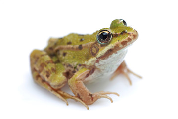 Grasfrosch Halbprofil, freigestellt