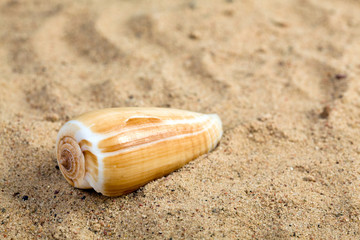 sea shell