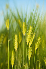 Green wheat close-up macro shot