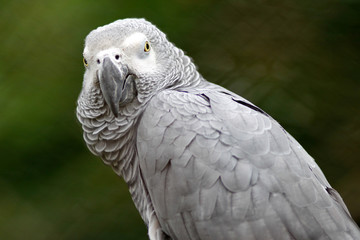 Obraz premium Gray Parrot