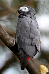 Gray Parrot