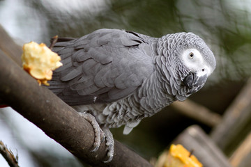 Gray Parrot