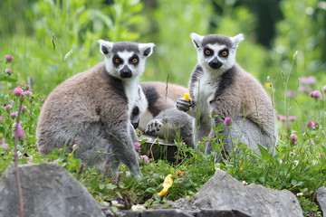 Ring-tailed Lemur
