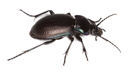 Ground beetle (Carabus nemoralis) isolated.