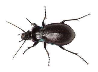 Ground beetle (Carabus nemoralis) isolated.