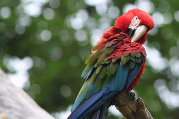 Scarlet Macaw