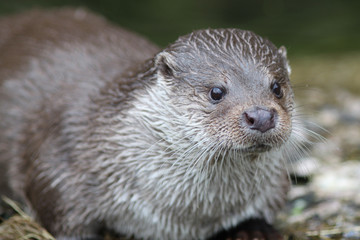 Otter