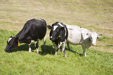 Fototapeta na wymiar Dutch cows