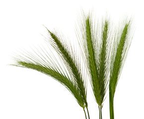 Ähre vor weissem Hintergrund