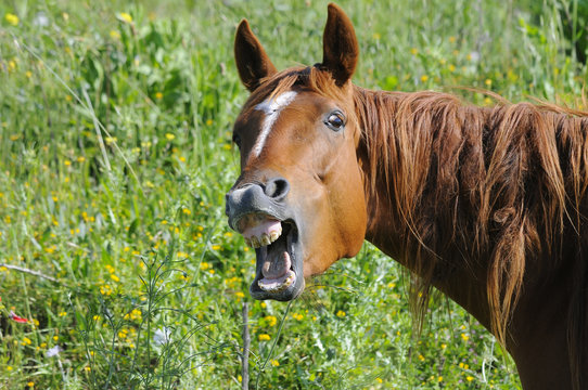 cavallo
