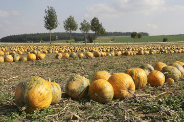 Ölkürbisfeld
