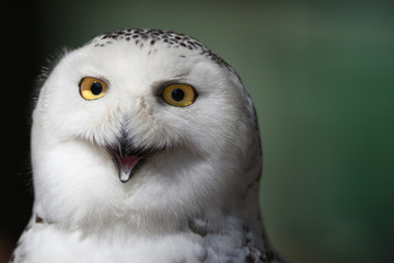 Snowy owl (Bubo scandiacus).