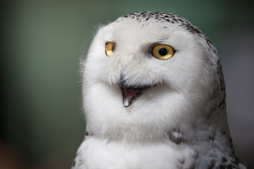Snowy owl (Bubo scandiacus).