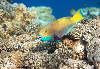 Fototapeta na wymiar Heavybeak parrotfish