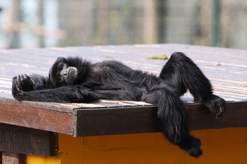 Siamang