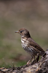 Song Thrush (Turdus philomelos)