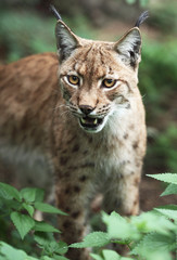 Close-up portrait of an Eurasian Lynx (Lynx lynx).