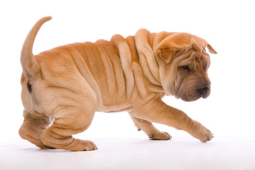 Shar Pei spielend vor weißem Hintergrund