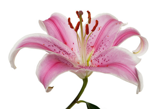 Fototapeta rosa Lilie