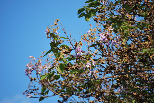 Blauglockenbaum
