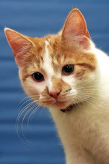 shorthair red-white cat, blue striped background