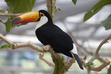 木で休むオニオオハシ