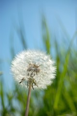 Pusteblume