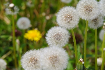 Löwenzahn - Pusteblume