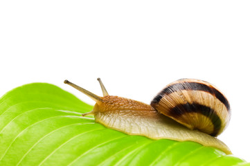 Snail